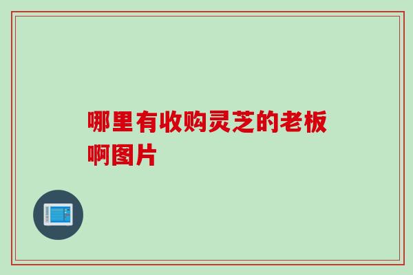 哪里有收购灵芝的老板啊图片