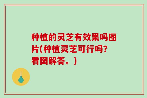 种植的灵芝有效果吗图片(种植灵芝可行吗？看图解答。)