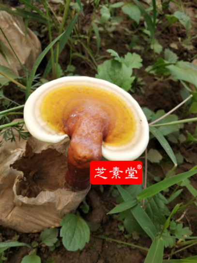  灵芝孢子粉用哪种方式收集会更好？那种加工灵芝孢子粉的方式好？