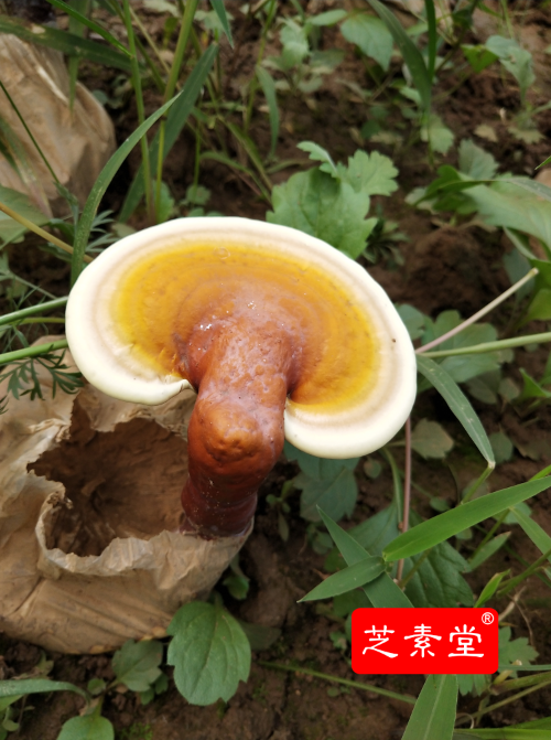  灵芝孢子粉用哪种方式收集会更好？那种加工灵芝孢子粉的方式好？