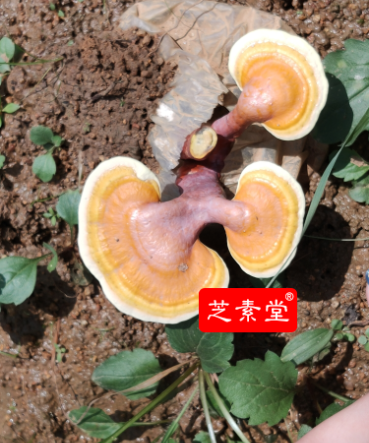   灵芝孢子粉用哪种方式收集会更好？那种加工灵芝孢子粉的方式好？