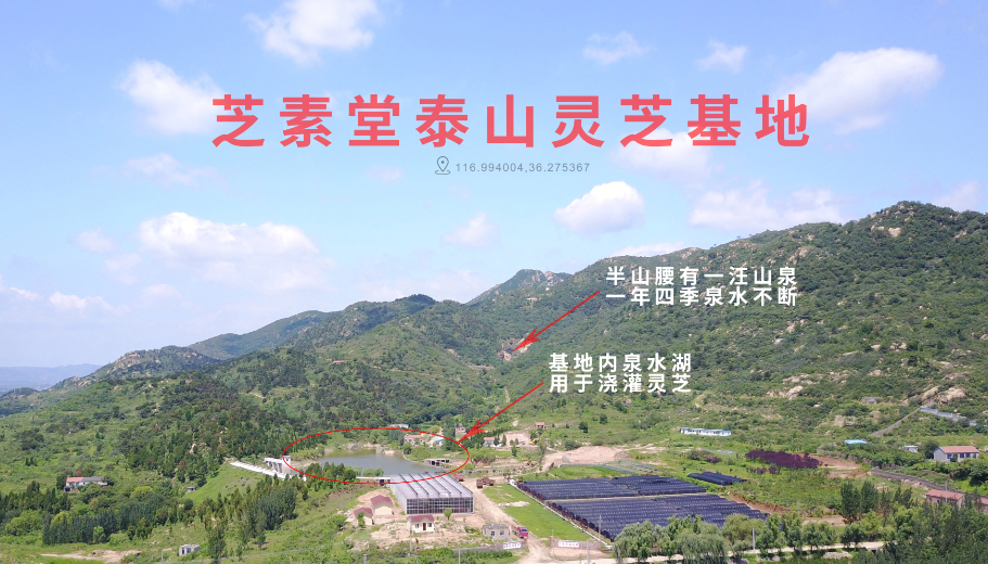 灵芝孢子粉选购和灵芝三萜含量有哪些关系？