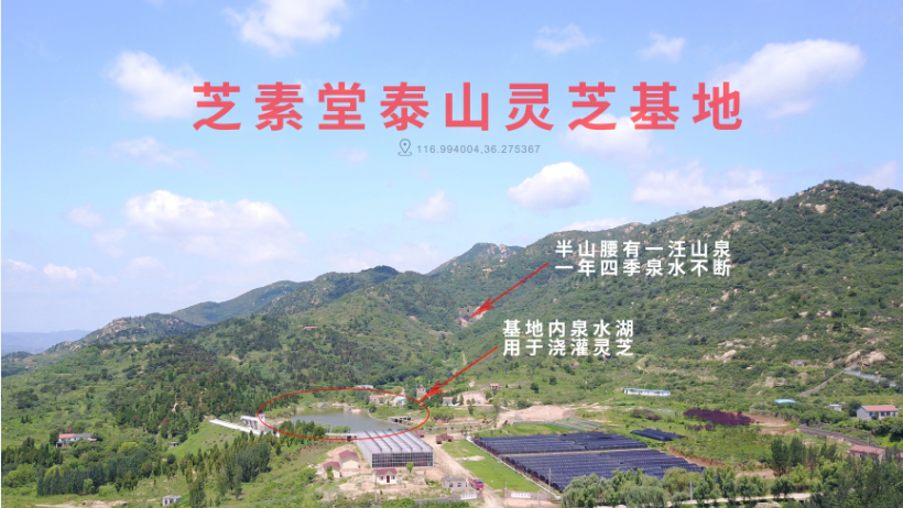 灵芝三萜有什么用？哪里的灵芝孢子粉灵芝三萜含量高的？