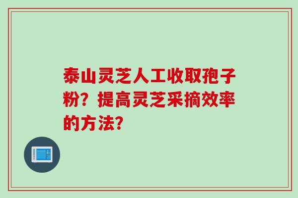 泰山灵芝人工收取孢子粉？提高灵芝采摘效率的方法？