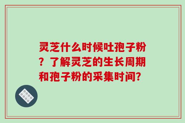 灵芝什么时候吐孢子粉？了解灵芝的生长周期和孢子粉的采集时间？