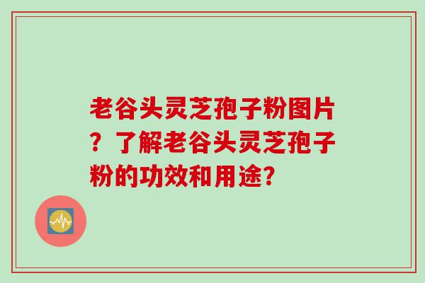 老谷头灵芝孢子粉图片？了解老谷头灵芝孢子粉的功效和用途？