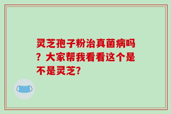 灵芝孢子粉治真菌病吗？大家帮我看看这个是不是灵芝？