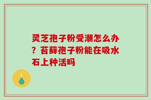 灵芝孢子粉受潮怎么办？苔藓孢子粉能在吸水石上种活吗