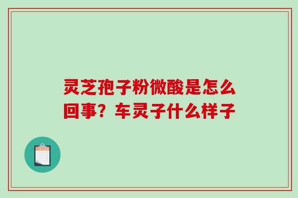 灵芝孢子粉微酸是怎么回事？车灵子什么样子