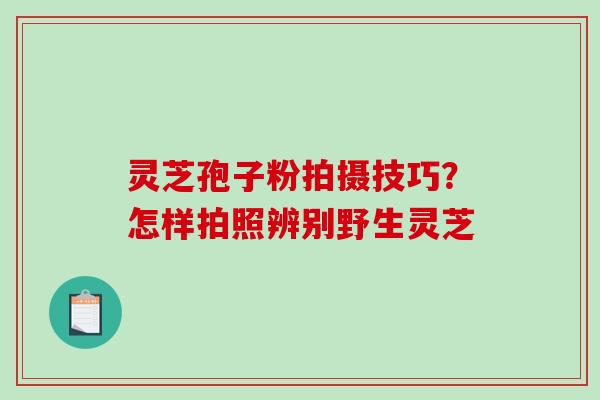 灵芝孢子粉拍摄技巧？怎样拍照辨别野生灵芝