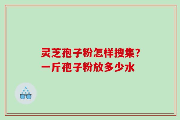 灵芝孢子粉怎样搜集？一斤孢子粉放多少水