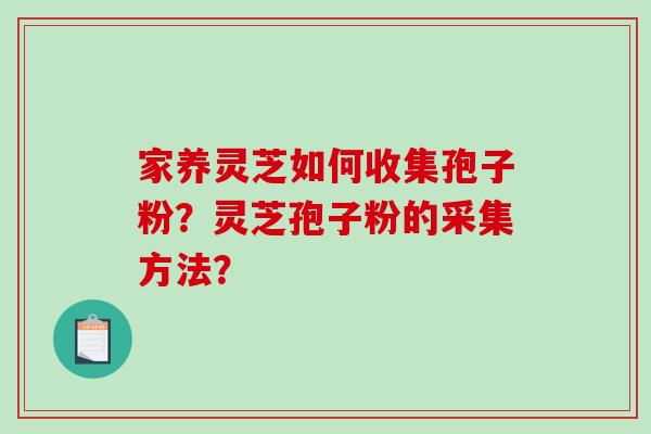 家养灵芝如何收集孢子粉？灵芝孢子粉的采集方法？