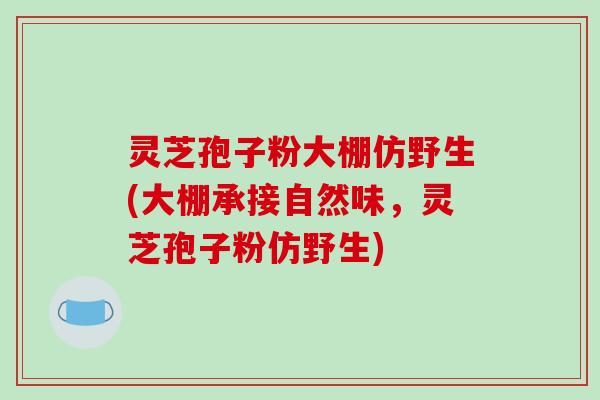 灵芝孢子粉大棚仿野生(大棚承接自然味，灵芝孢子粉仿野生)