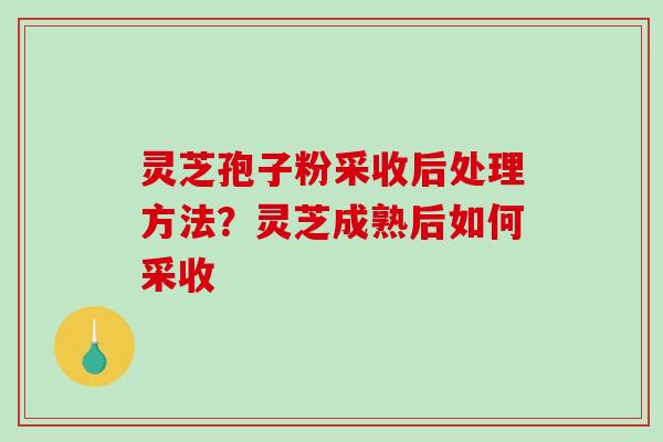 灵芝孢子粉采收后处理方法？灵芝成熟后如何采收