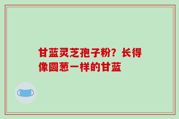 甘蓝灵芝孢子粉？长得像圆葱一样的甘蓝