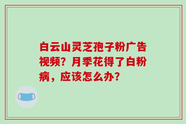 白云山灵芝孢子粉广告视频？月季花得了白粉病，应该怎么办？