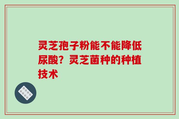 灵芝孢子粉能不能降低尿酸？灵芝菌种的种植技术