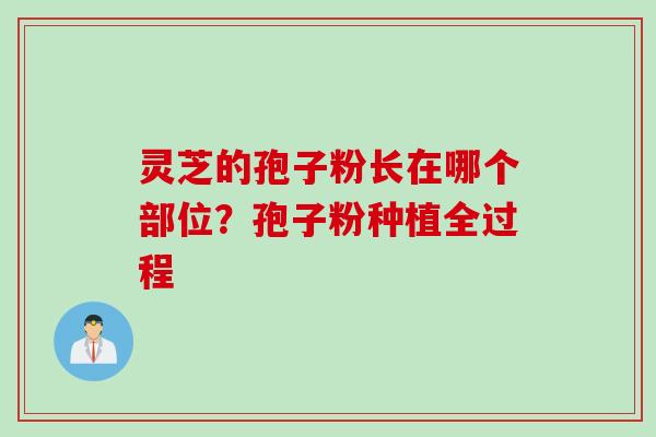 灵芝的孢子粉长在哪个部位？孢子粉种植全过程
