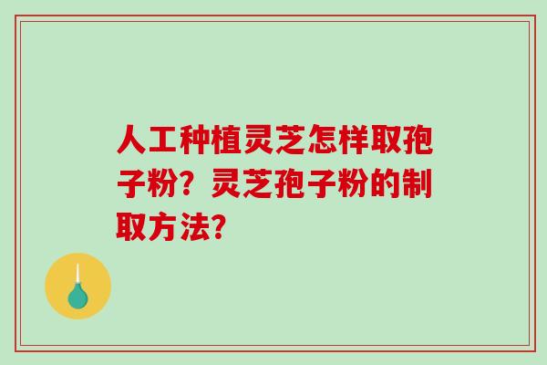 人工种植灵芝怎样取孢子粉？灵芝孢子粉的制取方法？
