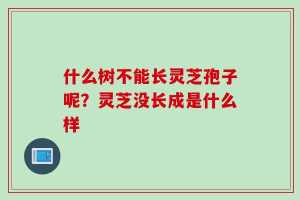 什么树不能长灵芝孢子呢？灵芝没长成是什么样