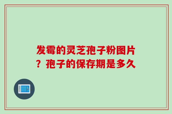 发霉的灵芝孢子粉图片？孢子的保存期是多久