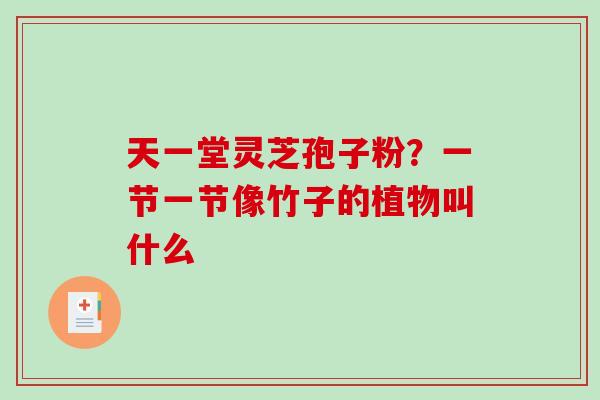 天一堂灵芝孢子粉？一节一节像竹子的植物叫什么