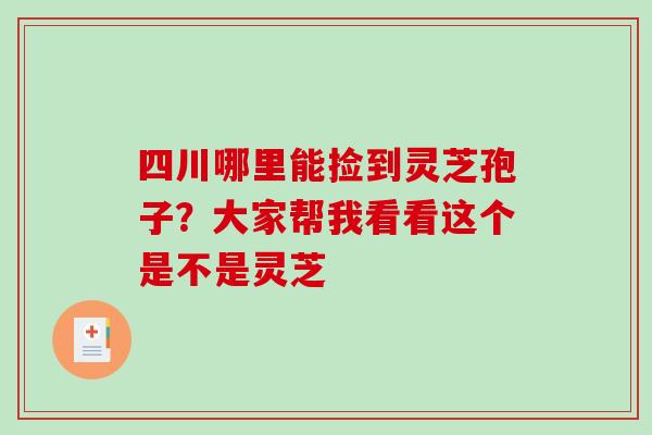 四川哪里能捡到灵芝孢子？大家帮我看看这个是不是灵芝