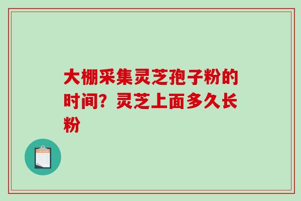 大棚采集灵芝孢子粉的时间？灵芝上面多久长粉