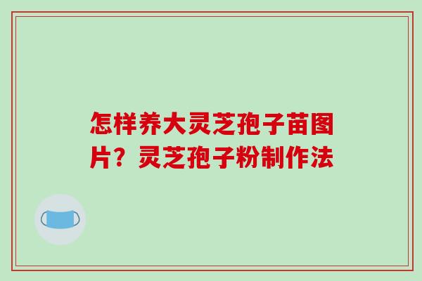 怎样养大灵芝孢子苗图片？灵芝孢子粉制作法