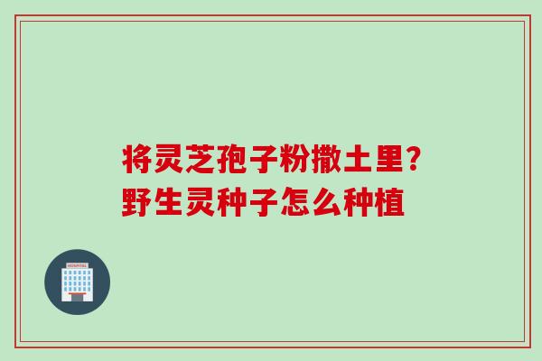 将灵芝孢子粉撒土里？野生灵种子怎么种植