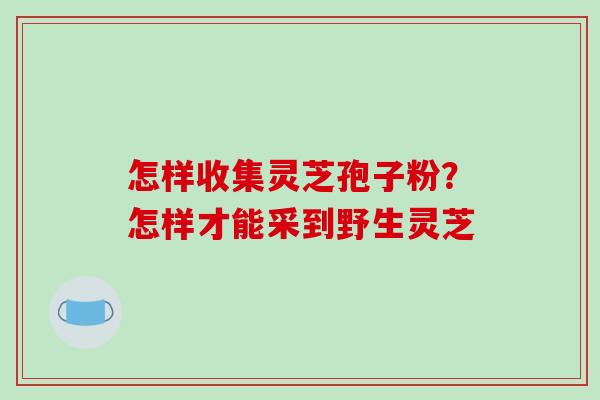 怎样收集灵芝孢子粉？怎样才能采到野生灵芝