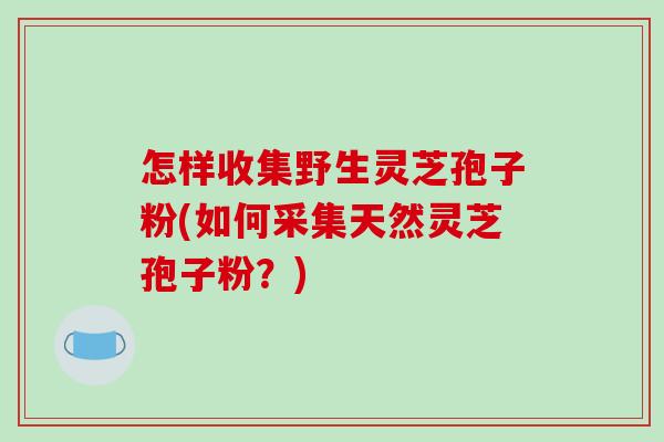 怎样收集野生灵芝孢子粉(如何采集天然灵芝孢子粉?) 怎样收集野生灵芝孢子粉(如何采集天然灵芝孢子粉?)