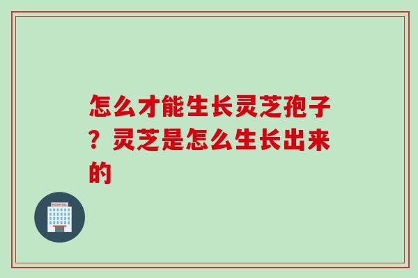怎么才能生长灵芝孢子?灵芝是怎么生长出来的 怎么才能生长灵芝孢子?灵芝是怎么生长出来的