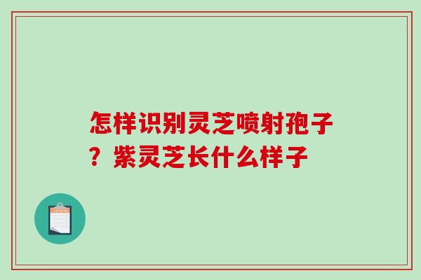 怎样识别灵芝喷射孢子？紫灵芝长什么样子