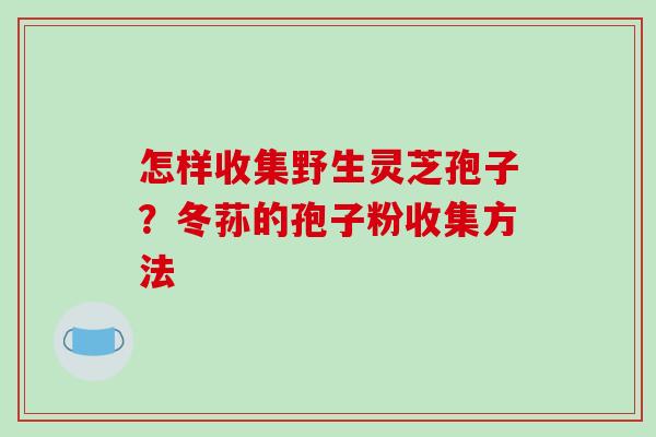 怎样收集野生灵芝孢子?冬荪的孢子粉收集方法 怎样收集野生灵芝孢子?冬荪的孢子粉收集方法