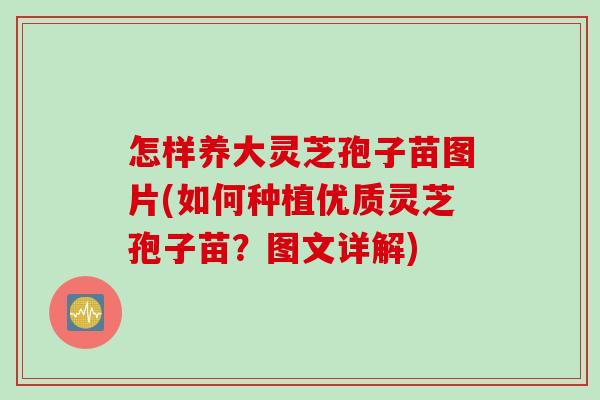 怎样养大灵芝孢子苗图片(如何种植优质灵芝孢子苗？图文详解)