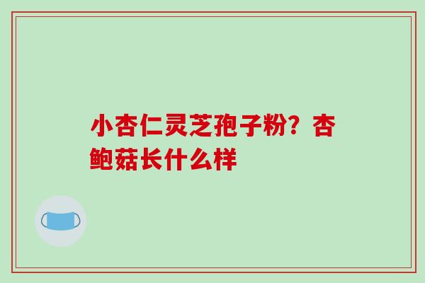 小杏仁灵芝孢子粉？杏鲍菇长什么样
