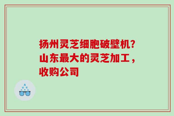 扬州灵芝细胞破壁机？山东最大的灵芝加工，收购公司