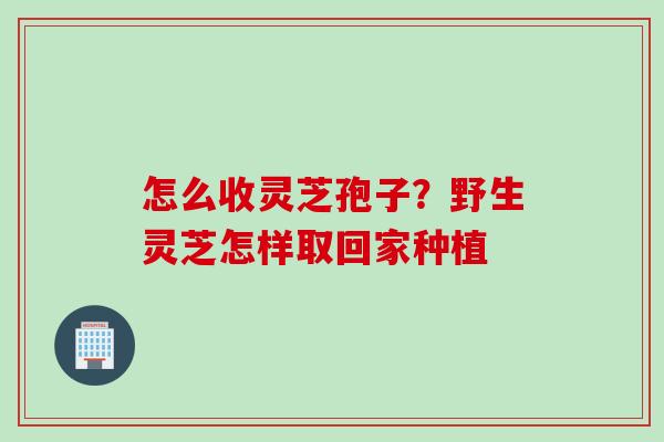 怎么收灵芝孢子？野生灵芝怎样取回家种植