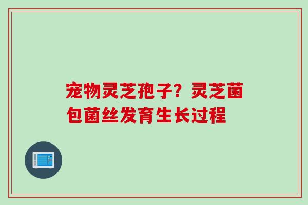 宠物灵芝孢子？灵芝菌包菌丝发育生长过程