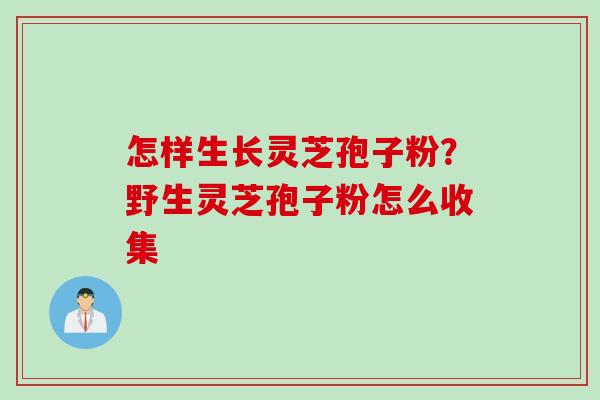 怎样生长灵芝孢子粉？野生灵芝孢子粉怎么收集