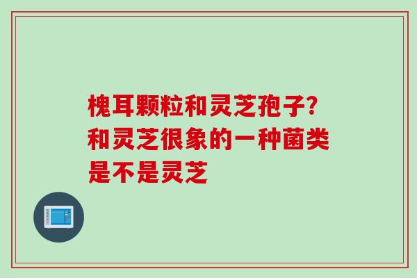 槐耳颗粒和灵芝孢子？和灵芝很象的一种菌类是不是灵芝