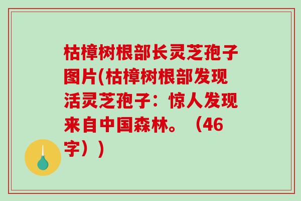枯樟树根部长灵芝孢子图片(枯樟树根部发现活灵芝孢子：惊人发现来自中国森林。（46字）)