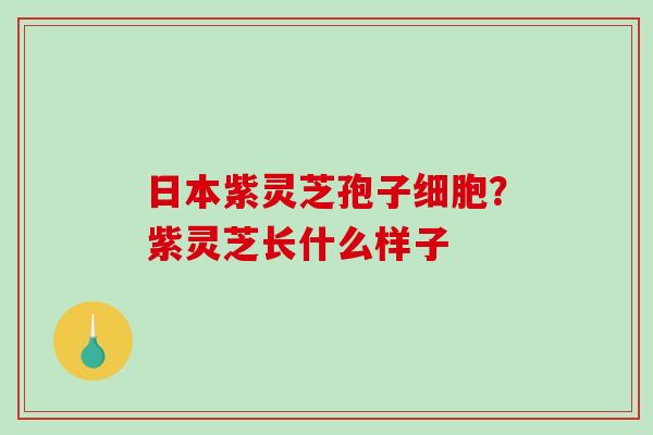 日本紫灵芝孢子细胞？紫灵芝长什么样子