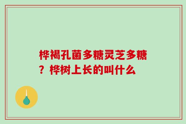桦褐孔菌多糖灵芝多糖？桦树上长的叫什么