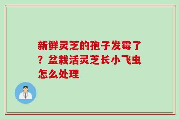 新鲜灵芝的孢子发霉了？盆栽活灵芝长小飞虫怎么处理