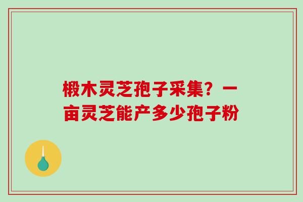 椴木灵芝孢子采集？一亩灵芝能产多少孢子粉