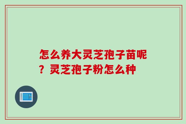 怎么养大灵芝孢子苗呢？灵芝孢子粉怎么种