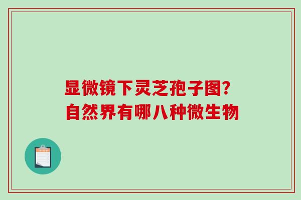 显微镜下灵芝孢子图？自然界有哪八种微生物