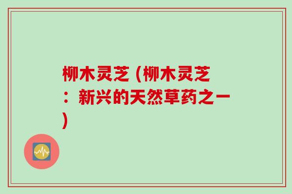 柳木灵芝 (柳木灵芝:新兴的天然草药之一) 柳木灵芝 (柳木灵芝:新兴的天然草药之一)